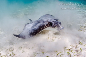Eagle Ray Eating, Akumal Mexico by Alejandro Topete 